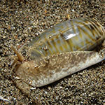 Oliva miniacea